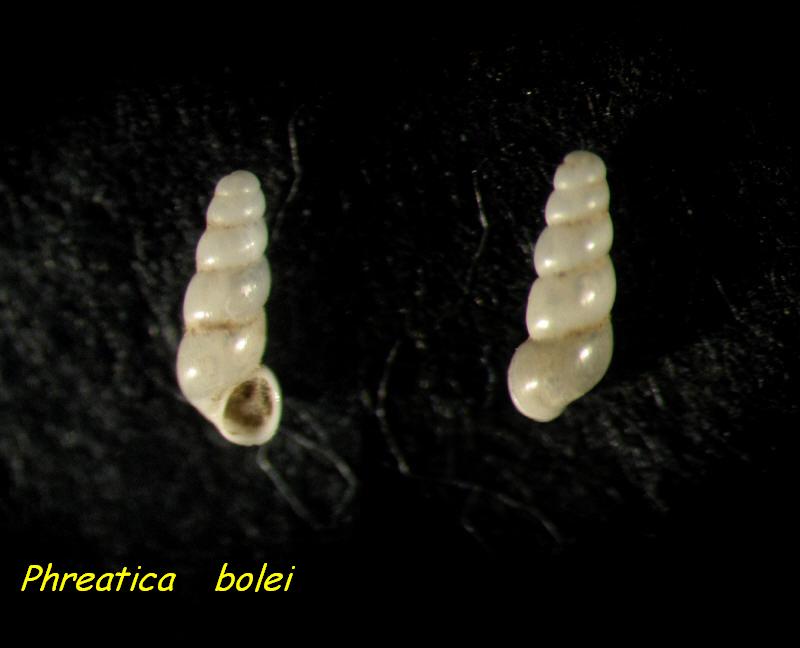 Phreatica bolei Velkovrh, 1970